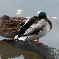 Чуткий сон. :: Владимир Безбородов Чуткий сон. :: Владимир Безбородов