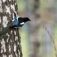 Сорока. :: Владимир Безбородов Сорока. :: Владимир Безбородов