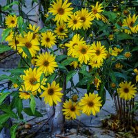 Цветочная поляна :: Анатолий Чикчирный Цветочная поляна :: Анатолий Чикчирный