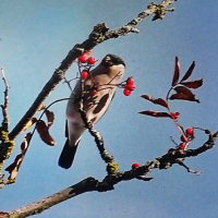 Так хочется есть :: Людмила Смородинская