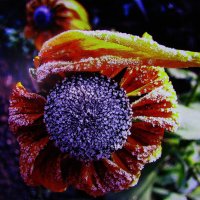 Бедные цветочки :: Людмила Смородинская