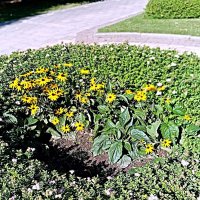 Цветы. :: Владимир Драгунский Цветы. :: Владимир Драгунский