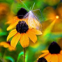 путешественник :: Николай 