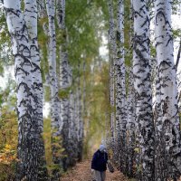 В берёзовой аллее :: Елена Шаламова В берёзовой аллее :: Елена Шаламова