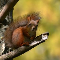 Белка :: Константин Анисимов