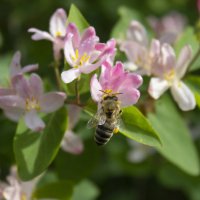 Пчела. :: Александр 