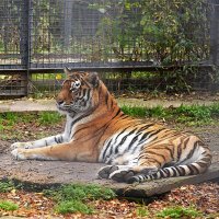 В парке Тайган :: Татьяна Тюменка