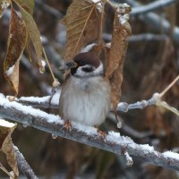 ** :: Зоя Мишина