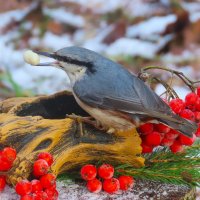 Поползень :: Ольга Митрофанова