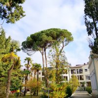 Санаторий Авангард Сочи :: Tata Wolf