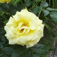 Роза :: Freddy 97