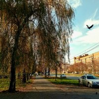 Середина ноября... :: Татьяна Львова