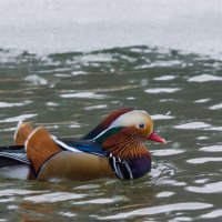 Мандаринка. Самец. :: Nik Lovec