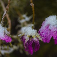 Первый Снег - ЦВЕТЫ :: Владимир Максимов