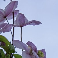 клематис :: Андроник Александр 