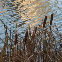 Парк Героев-пожарных. Ноябрь :: Наталья Герасимова