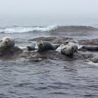 Социальные животные :: Владимир Соколов (svladmir)