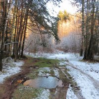Путь к лесу :: Андрей Снегерёв