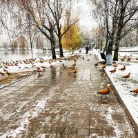 Утки на прудах :: Александр 