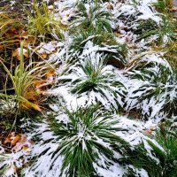 Ноябрьский декор :: Татьяна [Sumtime]