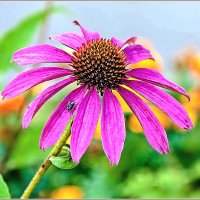 Эхинацея пурпурная :: Aquarius - Сергей