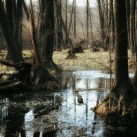 Загадочное болото :: Анастасия Ильина