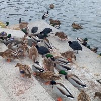 Лысухи и утки :: Сапсан 