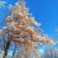 Осень :: Сапсан 