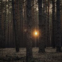 Лесной храм :: Анастасия Ильина