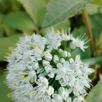 Луковый цвет :: Ален Янн