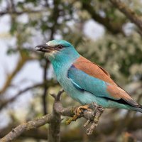 Сизоворонка :: Maxim Lanin