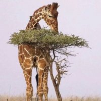 Перекус... :) :: Валерий Кокорев