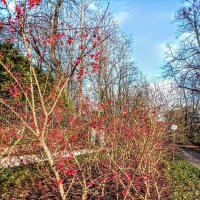 Бересклет европейский :: Veera V Бересклет европейский :: Veera V