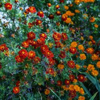 Бархатцы :: Анатолий Чикчирный Бархатцы :: Анатолий Чикчирный