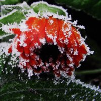 Поникла красотка :: Людмила Смородинская