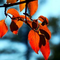 Доброе утро :: Юрий. Шмаков Доброе утро :: Юрий. Шмаков