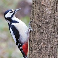 Самка БПД :: Лина 