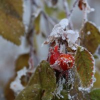 Утренний иней :: Ольга Утренний иней :: Ольга