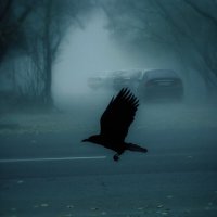 Птица в тумане :: Анастасия Ильина