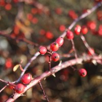 Морозное утро.Шиповник. :: Сергей 