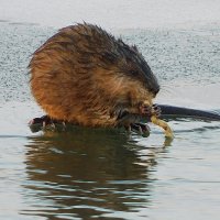 Хозяйка вод окрестных :: Владимир Кириченко