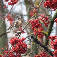 Осень приготовила угощение. :: Владимир Безбородов Осень приготовила угощение. :: Владимир Безбородов