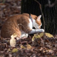 **** :: Владимир Безбородов