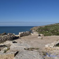 Природа Крыма :: Amazing Cosmea Природа Крыма :: Amazing Cosmea