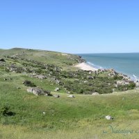 Природа Крыма :: Amazing Cosmea