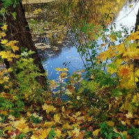 Ноябрьский этюд :: Рита Симонова