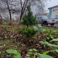 ,,, :: Сергей Тимоновский