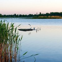 Вечер. Лахтинский Разлив. Отмель. Чайки... :: Игорь Тельцов Вечер. Лахтинский Разлив. Отмель. Чайки... :: Игорь Тельцов