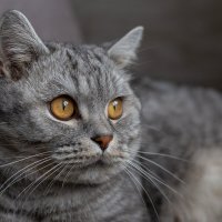 Савелий. :: Андрей Дурапов Савелий. :: Андрей Дурапов