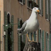 Venezia. :: Игорь Олегович Кравченко